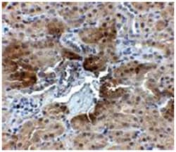 PTER, Rabbit, Polyclonal Antibody, Abnova 100&mu;g; Unlabeled:Antibodies,