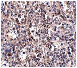SCARB1 Rabbit anti-Human, Mouse, Rat, Polyclonal Antibody, Abnova 100 &mu;g | Buy Online | Abnova Corporation | Fisher Scientific