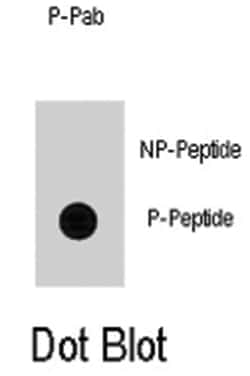 CDC25A (phospho S79), Rabbit anti-Human, Polyclonal Antibody, Abnova 400&mu;L;