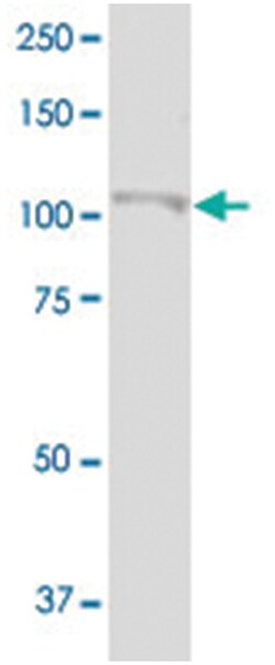 AFAP1L2 Rabbit anti-Human, Mouse, Rat, Polyclonal Antibody, Abnova 100 &mu;g | Buy Online | Abnova | Fisher Scientific