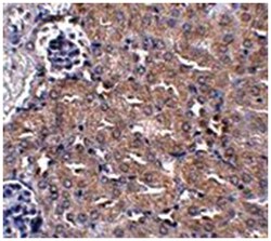 UBQLN4, Rabbit, Polyclonal Antibody, Abnova 100&mu;g; Unlabeled:Antibodies,