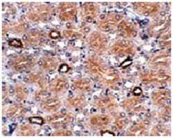 NOTUM Rabbit anti-Human, Mouse, Rat, Polyclonal Antibody, Abnova 100&mu;g;