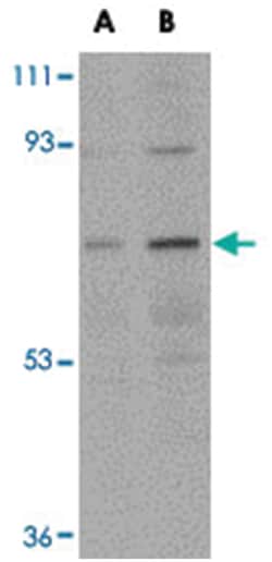 NOTUM Rabbit anti-Human, Mouse, Rat, Polyclonal Antibody, Abnova 100&mu;g;