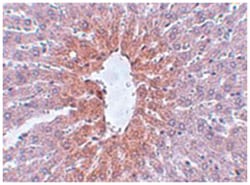 JMJD1C, Rabbit, Polyclonal Antibody, Abnova 100&mu;g; Unlabeled:Antibodies,