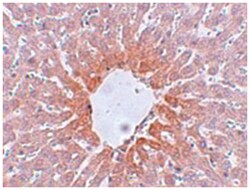 AGTR2 Rabbit anti-Human, Mouse, Rat, Polyclonal Antibody, Abnova 100&mu;g;