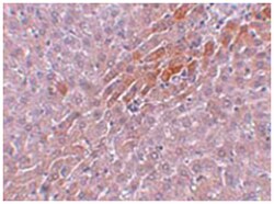 TBKBP1, Rabbit, Polyclonal Antibody, Abnova 100&mu;g; Unlabeled:Antibodies,