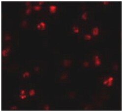FRMPD1, Rabbit, Polyclonal Antibody, Abnova 100&mu;g; Unlabeled:Antibodies,