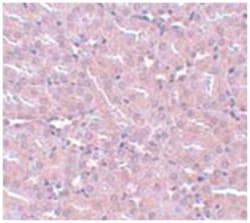 FRMPD2, Rabbit, Polyclonal Antibody, Abnova 100 &mu;g | Buy Online | Abnova | Fisher Scientific