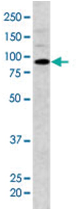 BAP1 Rabbit anti-Human, Mouse, Polyclonal Antibody, Abnova 400&mu;L; Unlabeled:Antibodies,