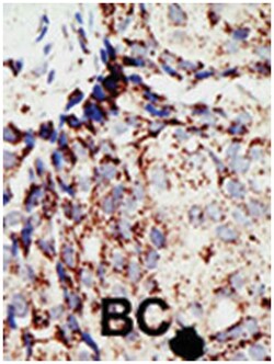 BAP1 Rabbit anti-Human, Mouse, Polyclonal Antibody, Abnova 400&mu;L; Unlabeled:Antibodies,