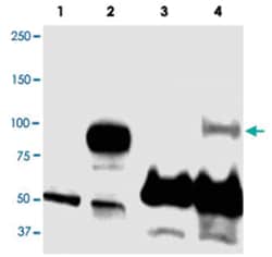 PRDM1 Rabbit anti-Dog, Human, Mouse, Rat, Polyclonal Antibody, Abnova 100&mu;g;
