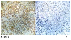 EIF4EBP1 (phospho S65), Rabbit anti-Human, Mouse, Rat, Polyclonal Antibody,