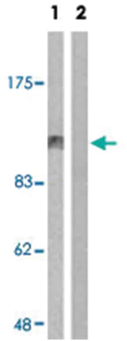 ABL1 (phospho Y412), Rabbit anti-Human, Mouse, Rat, Polyclonal Antibody,