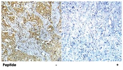ABL1 (phospho Y412), Rabbit anti-Human, Mouse, Rat, Polyclonal Antibody,