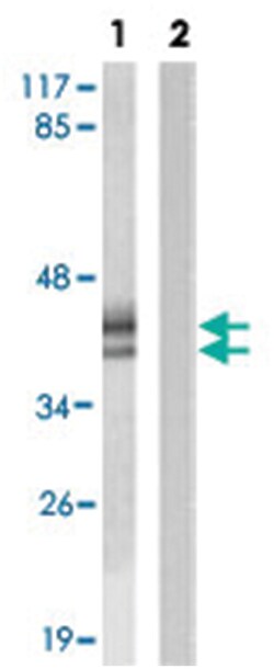 ERK1/2 (phospho T202/Y204), Rabbit anti-Human, Mouse, Rat, Polyclonal Antibody,