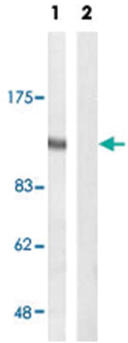 PDGFRB (phospho Y751), Rabbit anti-Human, Mouse, Rat, Polyclonal Antibody, Abnova 100 &mu;g | Buy Online | Abnova Corporation | Fisher Scientific