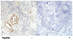 STK11 (phospho S334), Rabbit anti-Human, Mouse, Polyclonal Antibody, Abnova