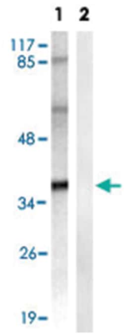STK11 (phospho S428), Rabbit anti-Human, Mouse, Rat, Polyclonal Antibody,