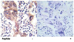 STK11 (phospho S428), Rabbit anti-Human, Mouse, Rat, Polyclonal Antibody,