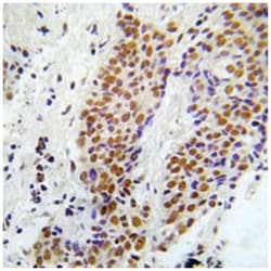 MAP3K5 (phospho S966), Rabbit anti-Human, Mouse, Rat, Polyclonal Antibody,