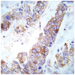FYN (phospho Y530), Rabbit anti-Human, Mouse, Rat, Polyclonal Antibody,
