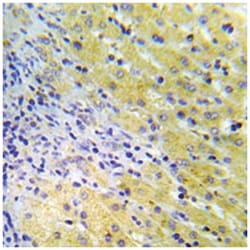 GAB1 (phospho Y659), Rabbit anti-Human, Mouse, Rat, Polyclonal Antibody,