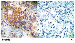 EIF4EBP1 Rabbit anti-Human, Mouse, Rat, Polyclonal Antibody, Abnova 100 &mu;g | Buy Online | Abnova | Fisher Scientific