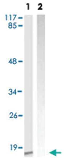 HIST1H3E Rabbit anti-Human, Mouse, Rat, Polyclonal Antibody, Abnova 100 &mu;g | Buy Online | Abnova Corporation | Fisher Scientific
