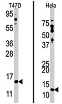 FAU Rabbit anti-Human, Polyclonal Antibody, Abnova 400&mu;L; Unlabeled:Antibodies,