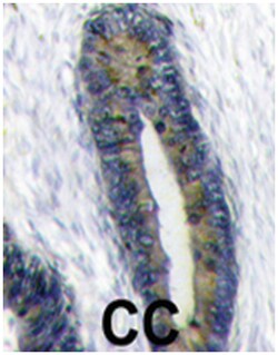 FAU Rabbit anti-Human, Polyclonal Antibody, Abnova 400&mu;L; Unlabeled:Antibodies,