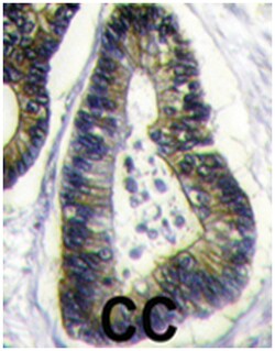 FAU Rabbit anti-Human, Polyclonal Antibody, Abnova 400&mu;L; Unlabeled:Antibodies,