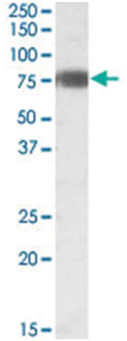 EBF1, Goat, Polyclonal Antibody, Abnova 100&mu;g; Unlabeled:Antibodies,