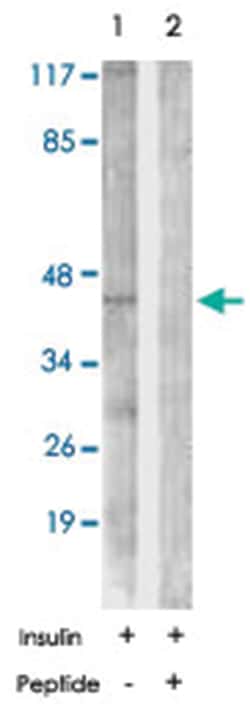 CEBPA Rabbit anti-Human, Mouse, Rat, Polyclonal Antibody, Abnova 100 &mu;g | Buy Online | Abnova Corporation | Fisher Scientific