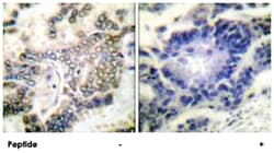 CEBPA Rabbit anti-Human, Mouse, Rat, Polyclonal Antibody, Abnova 100 &mu;g | Buy Online | Abnova Corporation | Fisher Scientific