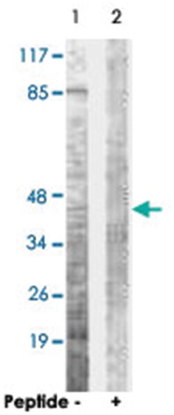OPRD1 Rabbit anti-Human, Mouse, Polyclonal Antibody, Abnova 100&mu;g; Unlabeled:Antibodies,
