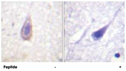 OPRD1 Rabbit anti-Human, Mouse, Polyclonal Antibody, Abnova 100&mu;g; Unlabeled:Antibodies,