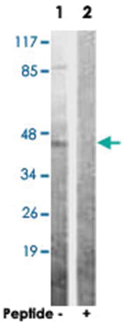 AKT1S1 Rabbit anti-Human, Mouse, Rat, Polyclonal Antibody, Abnova 100&mu;g;