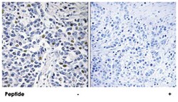 RAD9A Rabbit anti-Human, Polyclonal Antibody, Abnova 100&mu;g; Unlabeled:Antibodies,