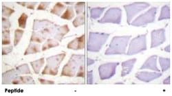 Actin-pan, Rabbit, Polyclonal Antibody, Abnova 100&mu;g; Unlabeled:Antibodies,