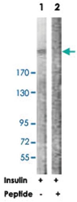 MTOR Rabbit anti-Human, Mouse, Rat, Polyclonal Antibody, Abnova 100&mu;g;