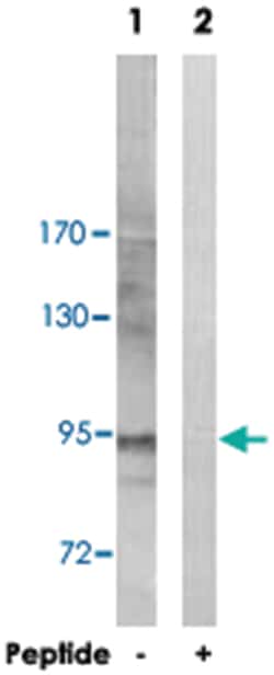 ZAK Rabbit anti-Human, Mouse, Polyclonal Antibody, Abnova 100&mu;g; Unlabeled:Antibodies,