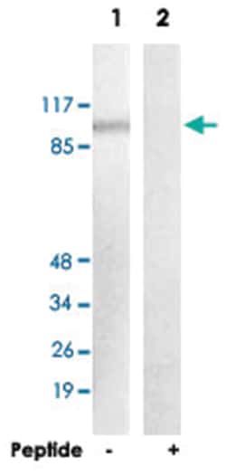 ERCC4 Rabbit anti-Human, Mouse, Polyclonal Antibody, Abnova 100 &mu;g | Buy Online | Abnova Corporation | Fisher Scientific
