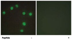 NKX6-3 Rabbit anti-Human, Mouse, Polyclonal Antibody, Abnova 100 &mu;g | Buy Online | Abnova Corporation | Fisher Scientific