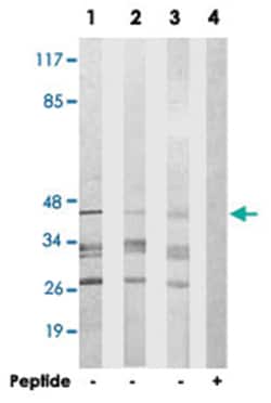 GSC2 Rabbit anti-Human, Mouse, Polyclonal Antibody, Abnova 100&mu;g; Unlabeled:Antibodies,