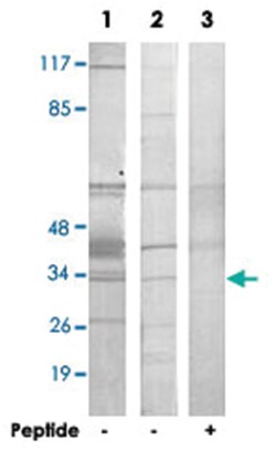 HNRNPC Rabbit anti-Human, Mouse, Rat, Polyclonal Antibody, Abnova 100&mu;g;