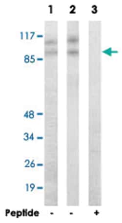 CDK11B, Rabbit, Polyclonal Antibody, Abnova 100&mu;g; Unlabeled:Antibodies,