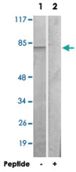 FOXK1 Rabbit anti-Human, Mouse, Polyclonal Antibody, Abnova 100&mu;g; Unlabeled:Antibodies,