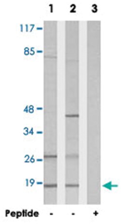 SSBP1, Rabbit, Polyclonal Antibody, Abnova 100&mu;g; Unlabeled:Antibodies,