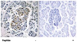 SSBP1, Rabbit, Polyclonal Antibody, Abnova 100&mu;g; Unlabeled:Antibodies,