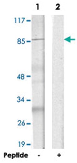 MAPK8IP2, Rabbit, Polyclonal Antibody, Abnova 100&mu;g; Unlabeled:Antibodies,